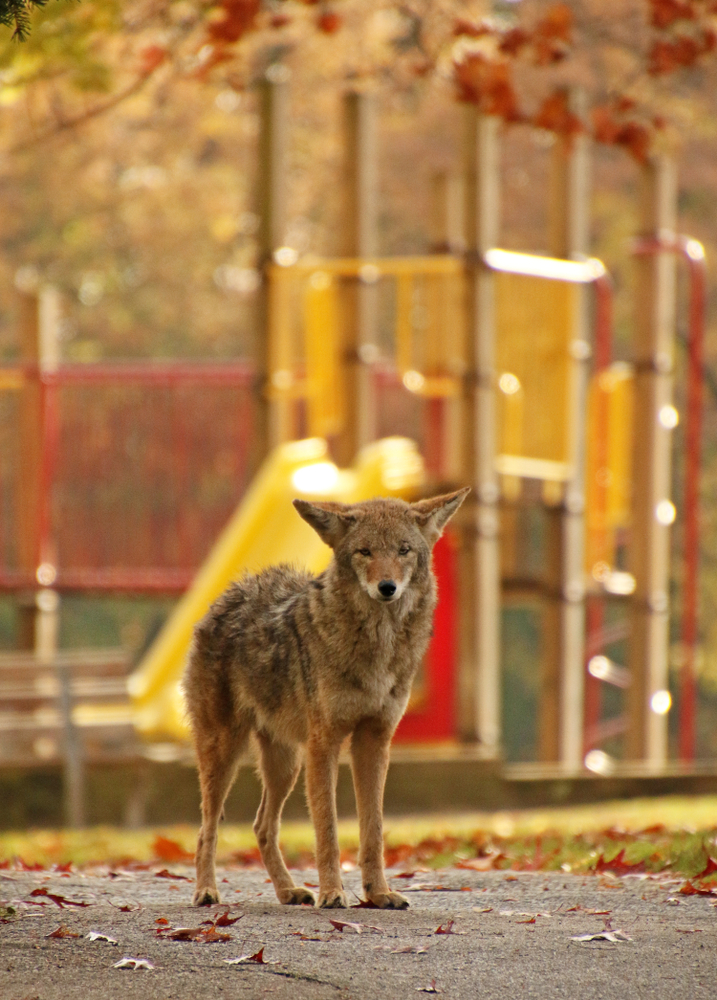 How to Get Rid of Coyotes Varment Guard Wildlife Services